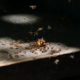 termites on a wooden table